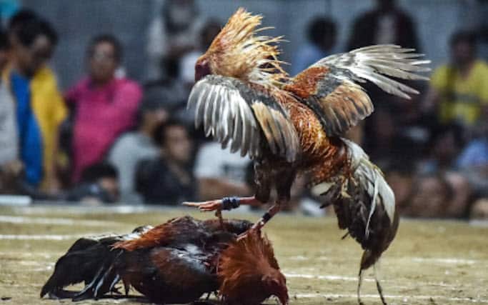 mot so thu thuat choi da ga truc tuyen hay nguoi choi nen hoc hoi